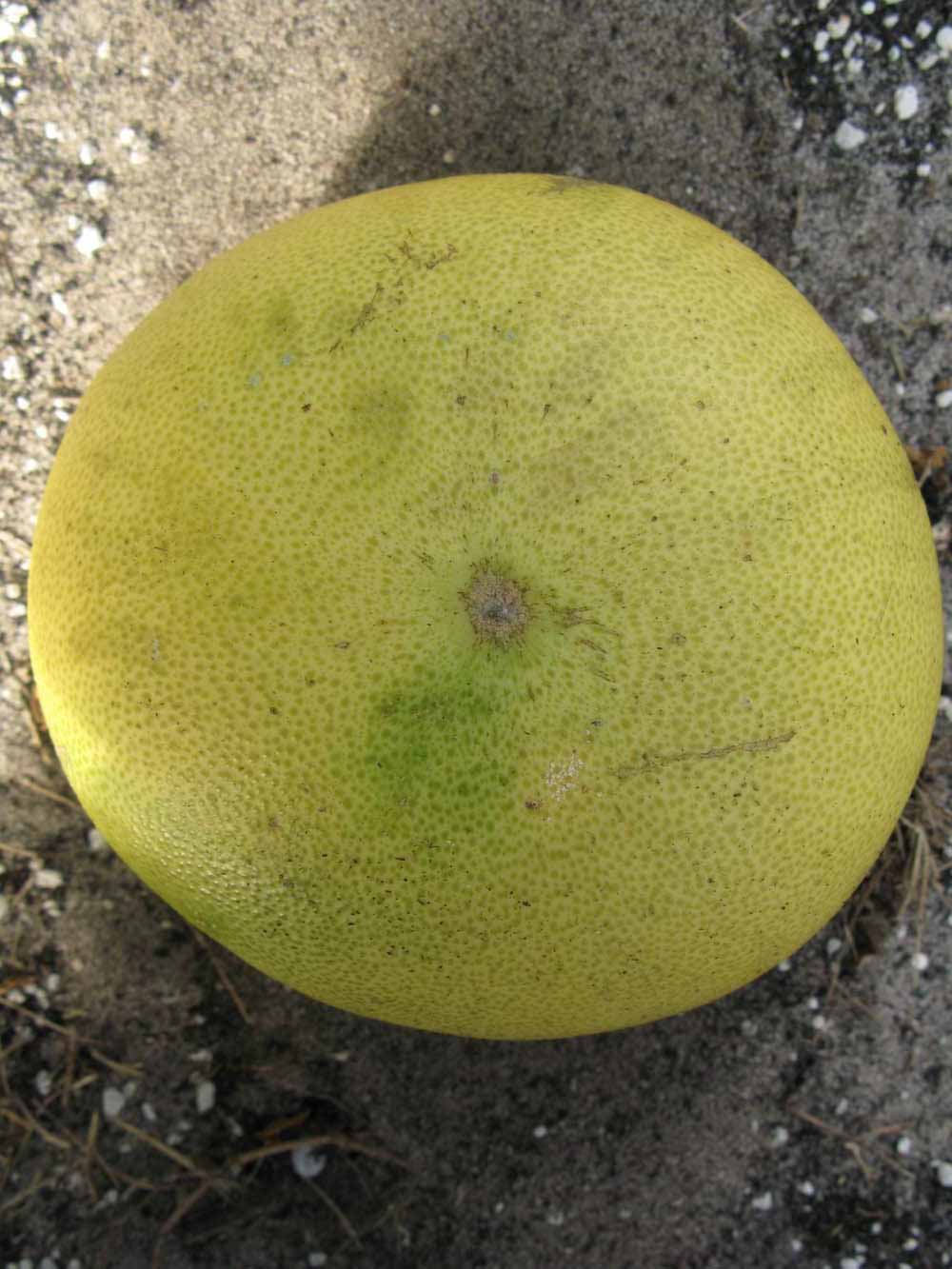            Fruit (Winter Haven, FL)   